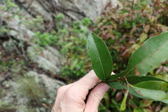 Cryptocarya sclerophylla