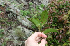 Cryptocarya sclerophylla