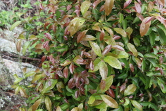 Cryptocarya sclerophylla