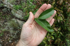 Cryptocarya sclerophylla