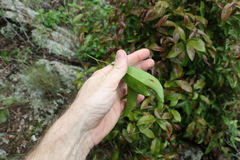 Cryptocarya sclerophylla