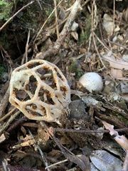 Clathrus chrysomycelinus
