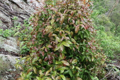 Cryptocarya sclerophylla