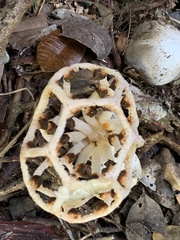 Clathrus chrysomycelinus