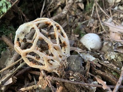 Clathrus chrysomycelinus