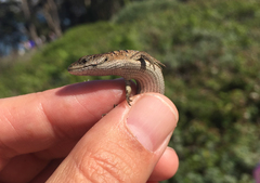 Elgaria coerulea coerulea