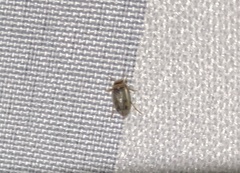 Allodessus bistrigatus