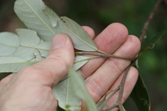 Pomaderris argyrophylla