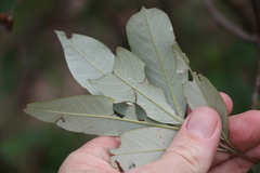 Pomaderris argyrophylla