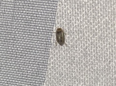 Allodessus bistrigatus