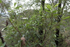 Pomaderris argyrophylla