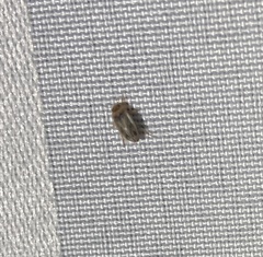 Allodessus bistrigatus