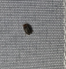 Allodessus bistrigatus