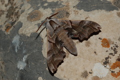 Smerinthus kindermannii