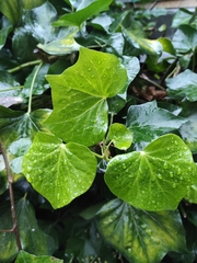 Hedera helix