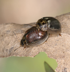 Paropsisterna agricola