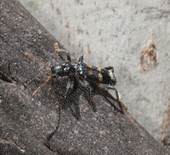 Neoscrobiger patricius