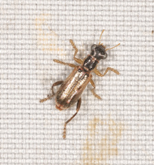 Lemidia cicatricosa