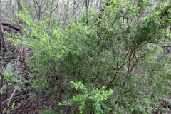 Philotheca difformis smithiana