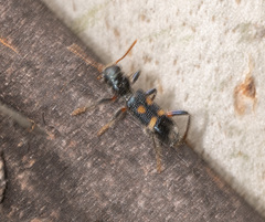 Neoscrobiger patricius