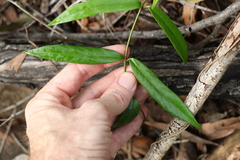 Parsonsia rotata