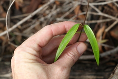 Parsonsia rotata