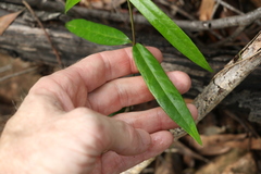 Parsonsia rotata
