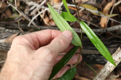 Parsonsia rotata