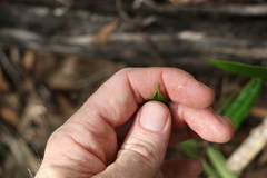 Parsonsia rotata