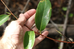 Celastrus subspicatus