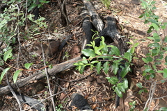 Celastrus subspicatus