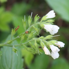 Symphytum tauricum