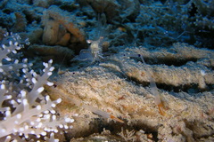 Cuapetes tenuipes
