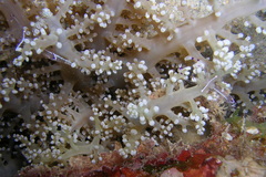 Ancylomenes longicarpus