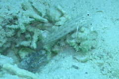 Ctenogobiops crocineus