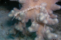 Corythoichthys schultzi