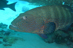 Plectropomus pessuliferus