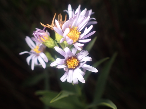 Symphyotrichum chilense