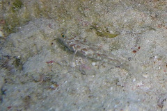 Fusigobius