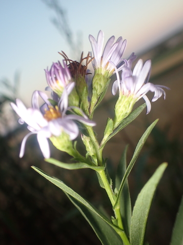 Symphyotrichum chilense