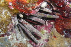 Phyllacanthus imperialis