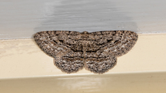 Zermizinga sinuata