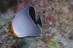 Chaetodon larvatus