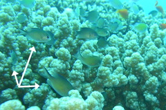 Chromis flavaxilla