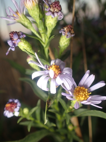 Symphyotrichum chilense