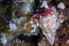 Calcinus rosaceus