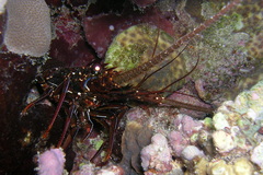 Panulirus penicillatus