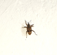 Mechistocerus