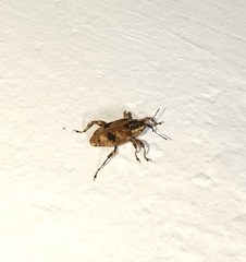 Mechistocerus