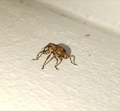 Mechistocerus